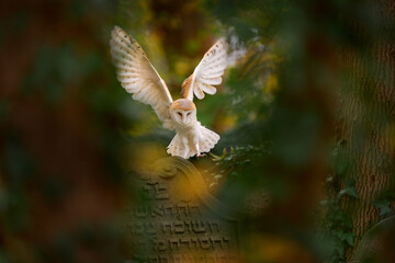 Wall Mural - Autumn urban wildlife. Magic bird Barn owl, Tyto alba, flying above stone fence in forest cemetery. Wildlife scene from nature.Owl - Urban wildlife. Beautiful sunset in nature.