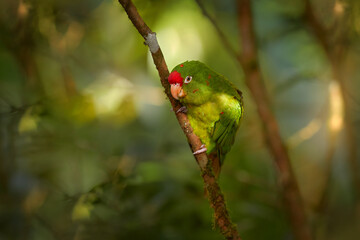 Wall Mural - Crimson-fronted Parakeet, Aratinga funschi, portrait of light green parrot with red head, Costa Rica. Wildlife scene from tropical nature. Bird in the habitat.