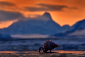 Chilean flamingos, Phoenicopterus chilensis, nice pink big birds with long necks, dancing in water. Animals in the nature habitat in Chile, America. Flamingo sunset from Patagonia, Torres del Paine.