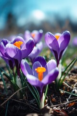Poster - A group of purple flowers growing out of the ground. Suitable for nature-themed designs and gardening projects