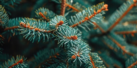 Poster - A detailed view of a pine tree with lush green needles. Perfect for nature-themed designs and holiday projects