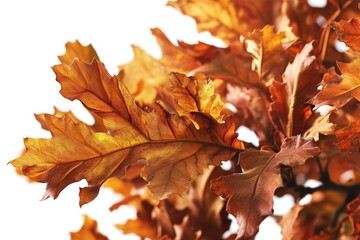 Aufkleber - A close-up view of a single leaf on a tree. This image can be used to depict nature, foliage, seasons, or environmental concepts