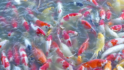 Wall Mural - Beautiful colorful koi fish float in the water.