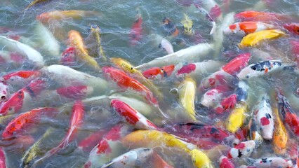 Wall Mural - Beautiful colorful koi fish float in the water.