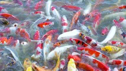 Wall Mural - Beautiful colorful koi fish float in the water.