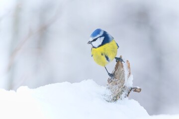 Poster - A cute blue tit sitting on the frozen twig. winter scene with a colorful titmouse. Cyanistes caeruleus