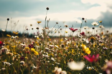 Poster - A beautiful field of wildflowers with a clear blue sky in the background. Perfect for adding a touch of nature and tranquility to any project