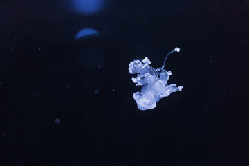 Wall Mural - underwater shot of a beautiful Australian Spotted Jellyfish