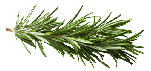 Wall Mural - Fresh rosemary twig cut out