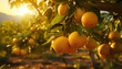 Recreation of wet oranges hanging in a orange tree at sunset	