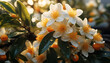 Recreation of orange blossom flowers with drops water
