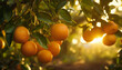 Recreation of oranges hanging in a orange tree at sunset	