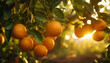 Recreation of oranges hanging in a orange trees at sunset