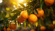 Recreation of oranges with drops water hanging in a orange trees at sunset	