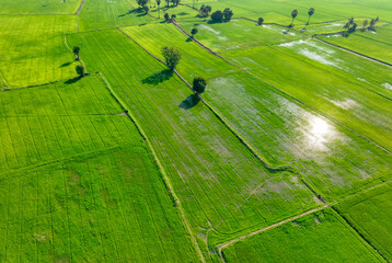 Wall Mural - Aerial view of green rice field with trees in Thailand. Above view of agricultural field. Rice plants. Natural pattern of green rice farm. Beauty in nature. Sustainable agriculture. Carbon neutrality.