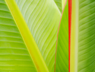 Leaf study close-up