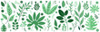 Ensemble de végétaux - Illustrations vectorielles éditables de feuilles, branches, plantes et fleurs vertes - Set d'éléments décoratifs dissociés - Flat design sobre et léger - Collection végétale