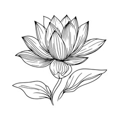 Wall Mural - lotus lily water flower in a vintage woodcut engraved etching style vector illustration.