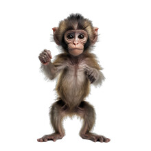 Baby Monkey Are Standing Isolate On Transparent Background, Png File