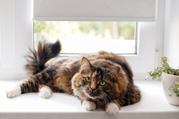 Wall Mural - cat with white paws is on the windowsill and looking at the camera