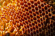 © PanArt - Background texture and pattern of a section of wax honeycomb from a bee hive filled. golden honey in a full frame view