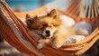 Sleepy pomeranian dog relaxing on a hammock at the beach sea in sunny day. Summer vacation holidays. Pet friendly travel concept. Generative AI.