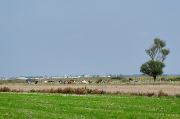 Canvas Print - bay of the Somme near Saint-Valery-sur-Somme village in Hauts-de-France  region