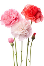 Top Side Closeup Macro View Of A Collection Two, Three Carnation Flowers Isolated On White Background 