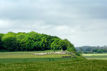 Canvas Print - Herd of sheep in the bay of Somme