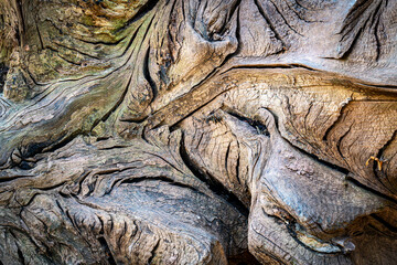 Detail of gnarled wood on fallen tree