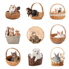 Canvas Print - Set of different domestic animals in baskets on white background