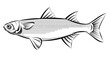 Grey mullet saltwater fish. Black and white illustration, single object isolated on white background.