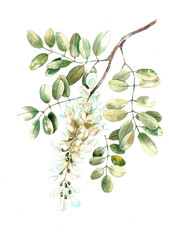 watercolor robinia white acacia isolated on white