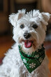 Fluffy white dog with a green shamrock bandana.