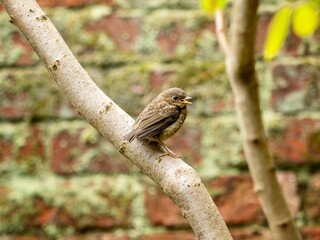 Canvas Print - Baby Robin Perched on a Branch