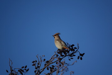 Wall Mural - waxwing (Bombycilla garrulus) set against blue winter sky