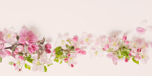 Pink And White Apple Flowers On White Background