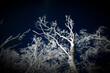 © dfriend150 - Snow covered trees against blue sky paintography