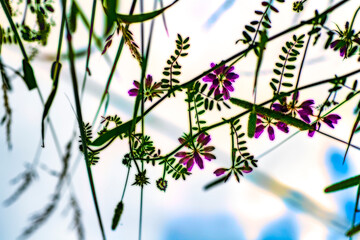 Wall Mural - Looking up from the grass