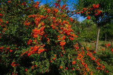 Scarlet Firethorn With Orange Berries