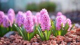 Urban hyacinth flowerbed.. Generative AI