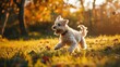 A Small White Dog Running Through the Grass