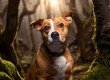 cute image of a dog in a forest background