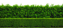Green Hedge Or Green Leaves Wall Isolated On A White Transparent Background, Png