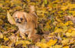 Cute little Pet, adoption concept . Young golden light Doggo, close up portrait 