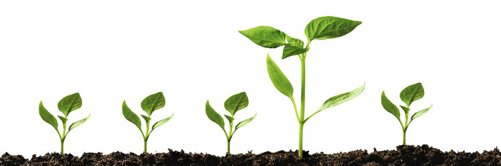 Wall Mural - Green seedling growing on the ground in the rain