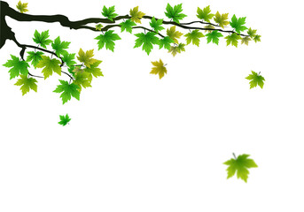 Wall Mural - autumn foliage png. on isolated transparent background. abstract wallpaper design with maple leaves,