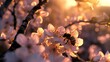 Honey bee pollinating cherry blossom in spring time. Honey bee collecting nectar on flowers of tree.
