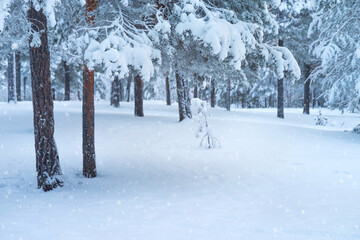 Wall Mural -  Landscape with snowdrifts and pine branches in the frost. Winter landscape with snowy forest.