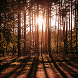 Fototapeta Sawanna - zachód słońca w lesie